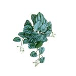 Artificial Watermelon Peperomia Flower