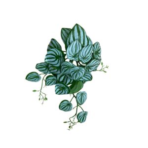 Artificial Watermelon Peperomia Flower