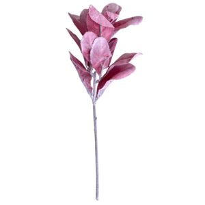 lambs ear