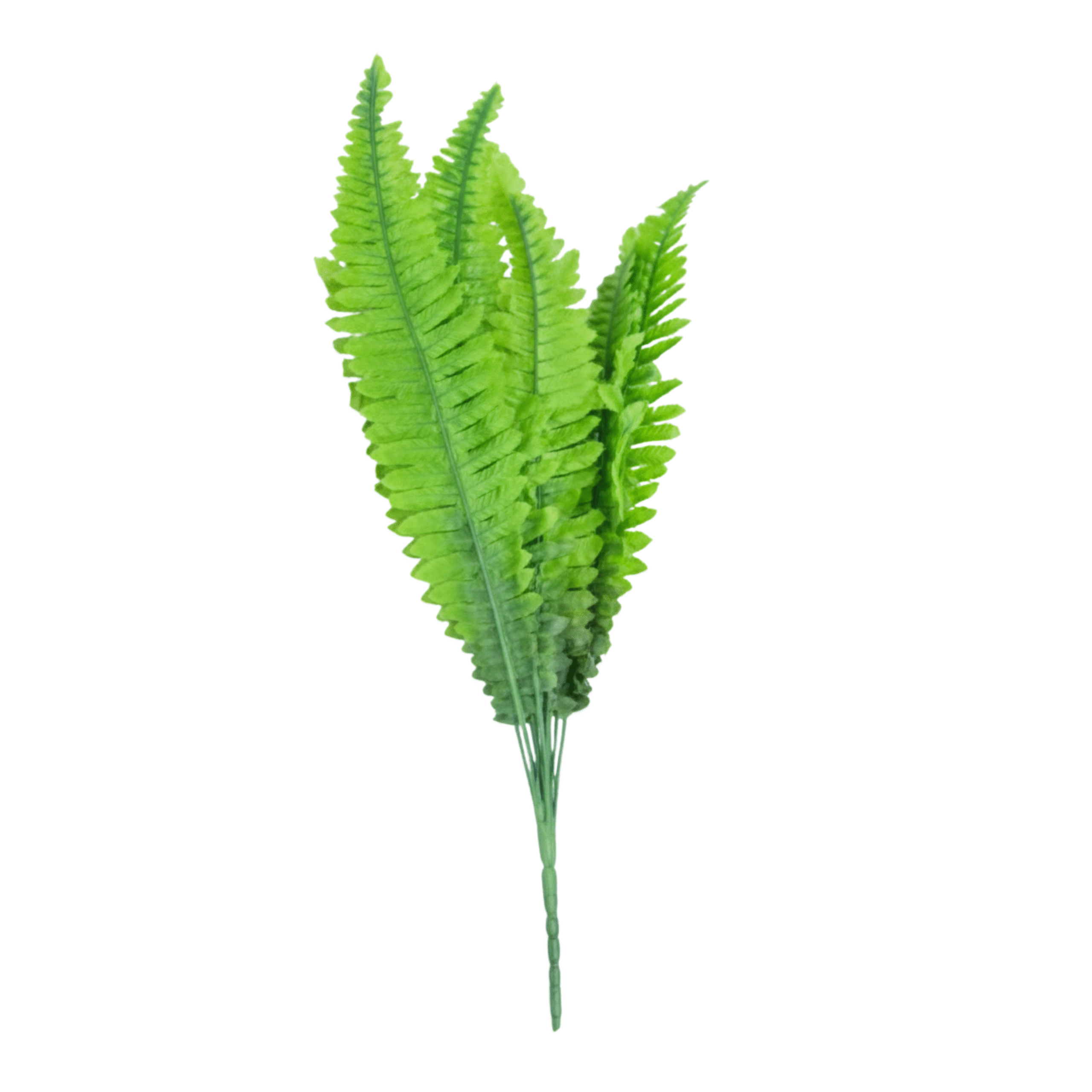 boston fern 55cm Vines and flowers for interiors .
