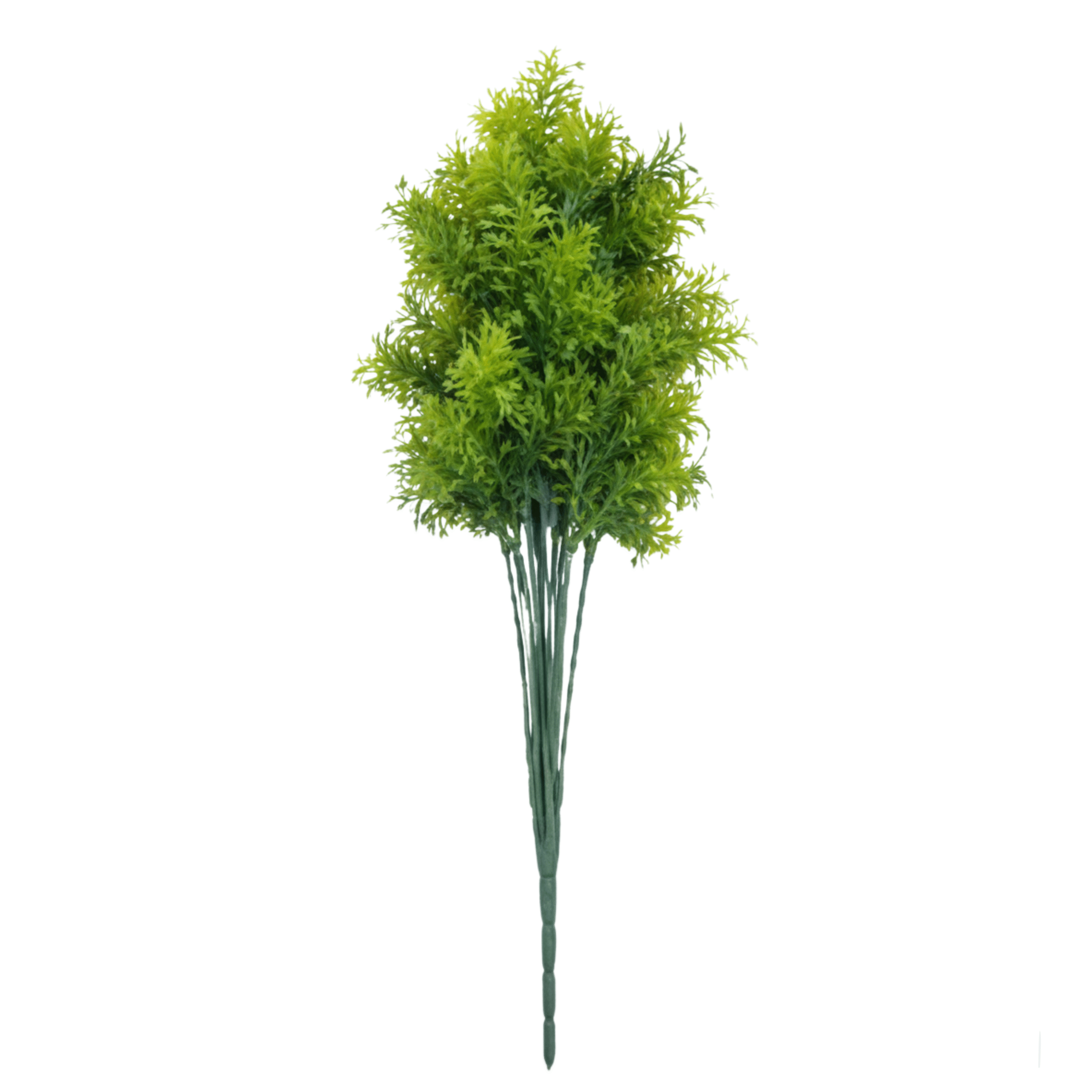 conifer plant 55cm plants and vines
