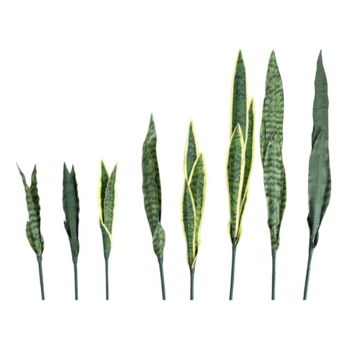 snake plant