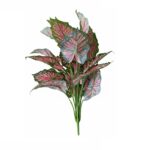 yd-27 unpotted plant