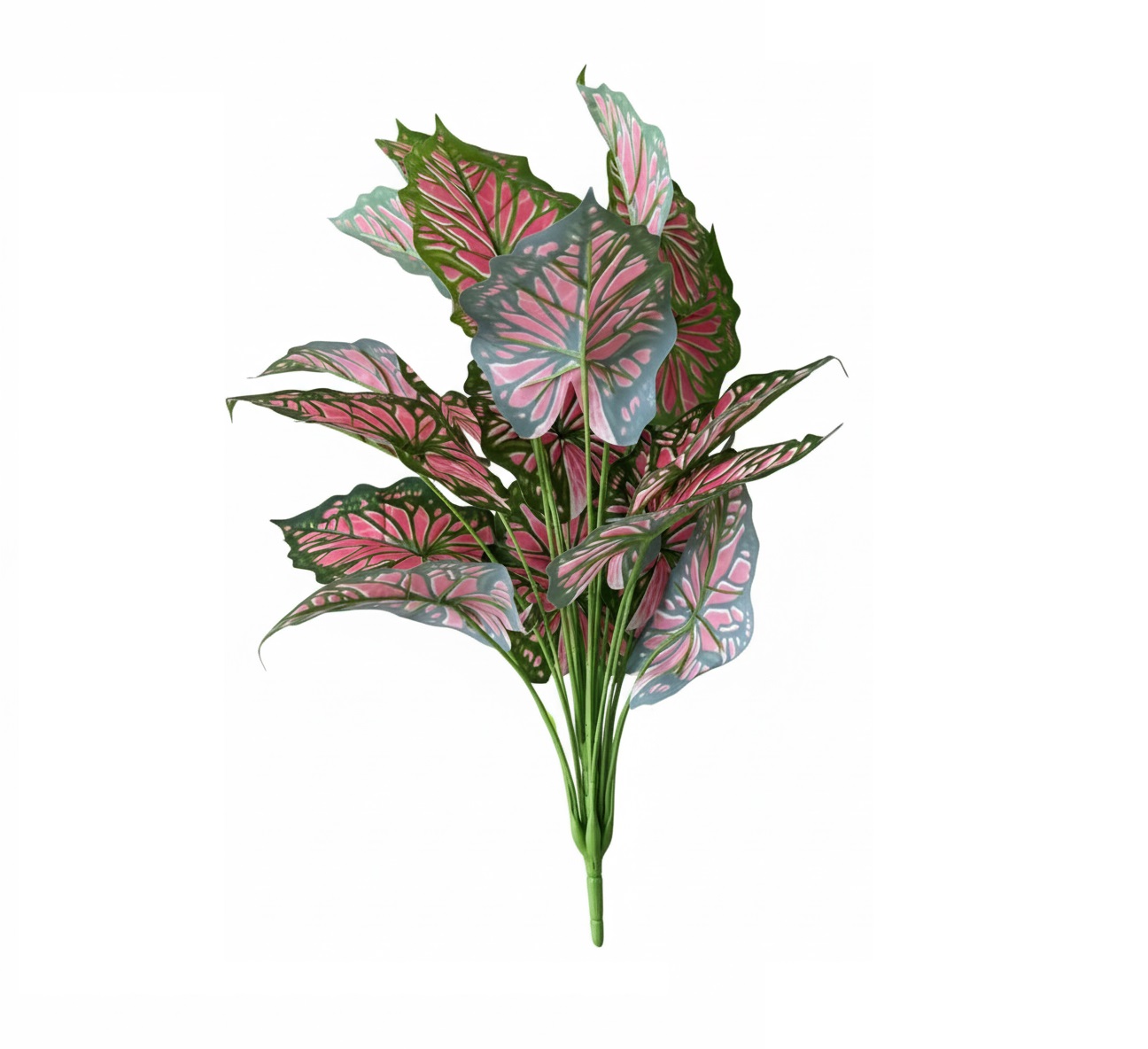 yd-27 yd-27 unpotted plant