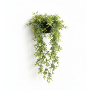 hanging plant