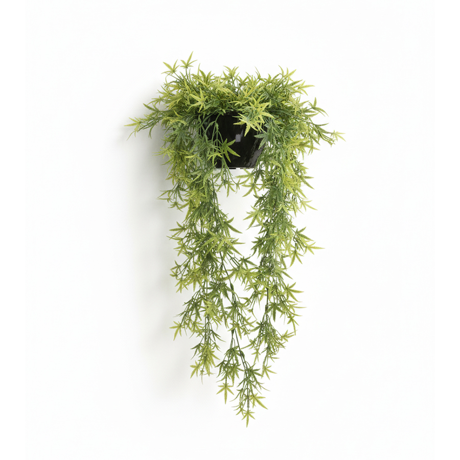hanging plant hanging plant