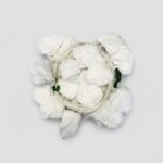 white creeping plant