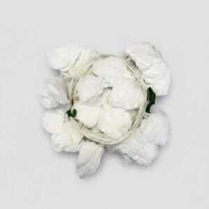 white creeping plant