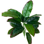 Premium Artificial Mini Green Unpotted Plant | No Maintenance Required