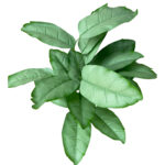 Lifelike Artificial Mini Unpotted Greenery Plant for Indoor Decoration and Event decor