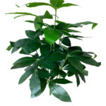 Compact Artificial Mini Plant for Home & Office Setup