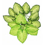 Mini greenery plant for modern interior décor