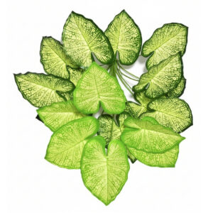 Mini greenery plant for modern interior décor