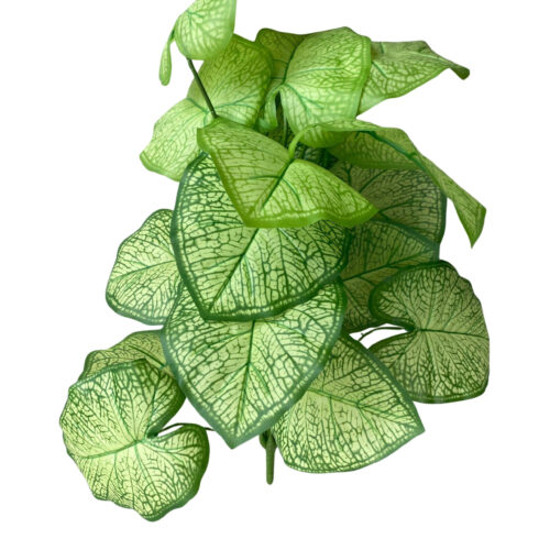 Mini greenery plant designed to enhance interior décor and setup
